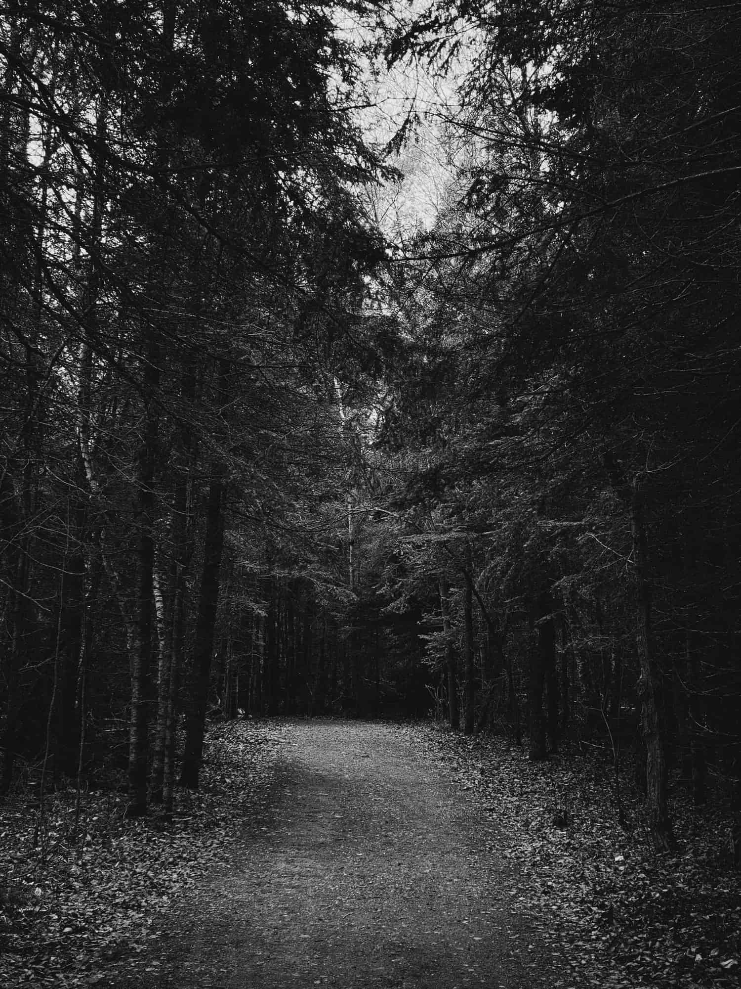 Black and white photograph of a dirt path leading between dense pine trees.