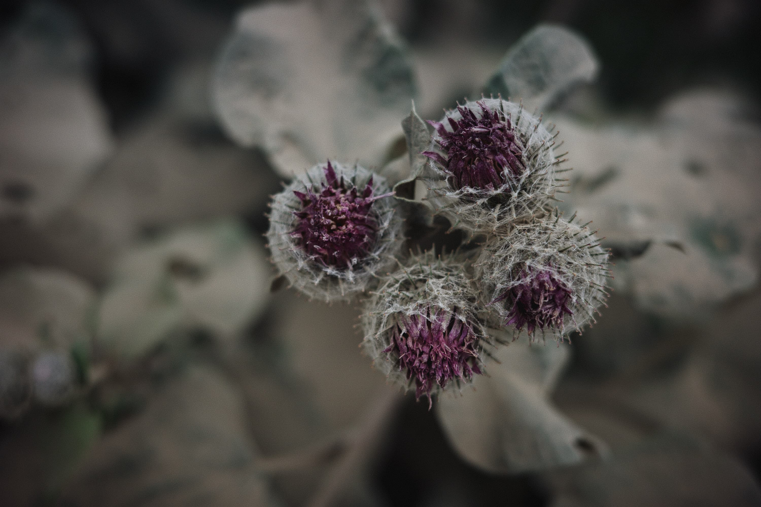 Closup photograph of dust covered burdock plant, the flowers a deep purple against the dusted grey of its bracts