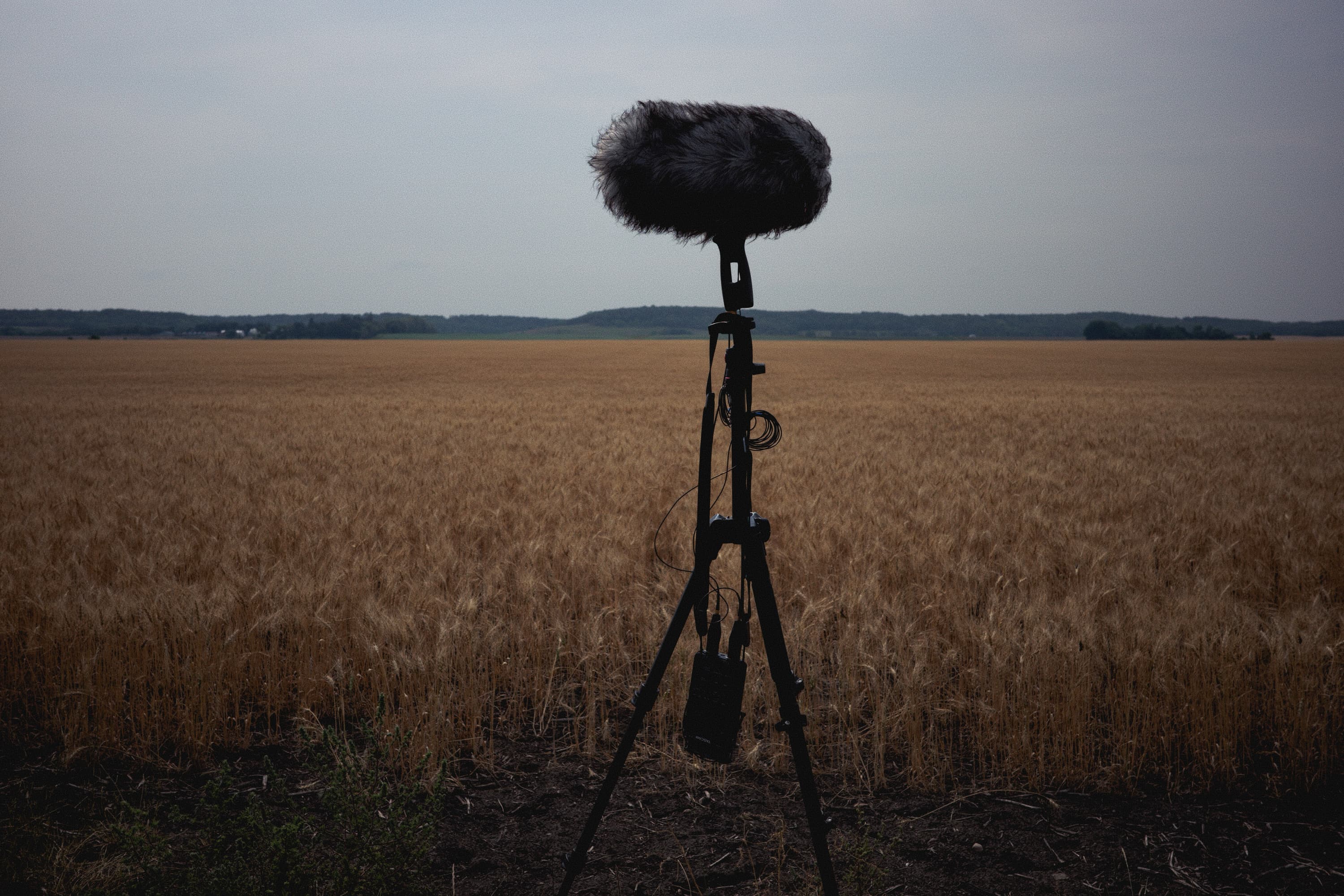 A microphone on a stand nearly silhouetted against a flat sky in a low, golden field