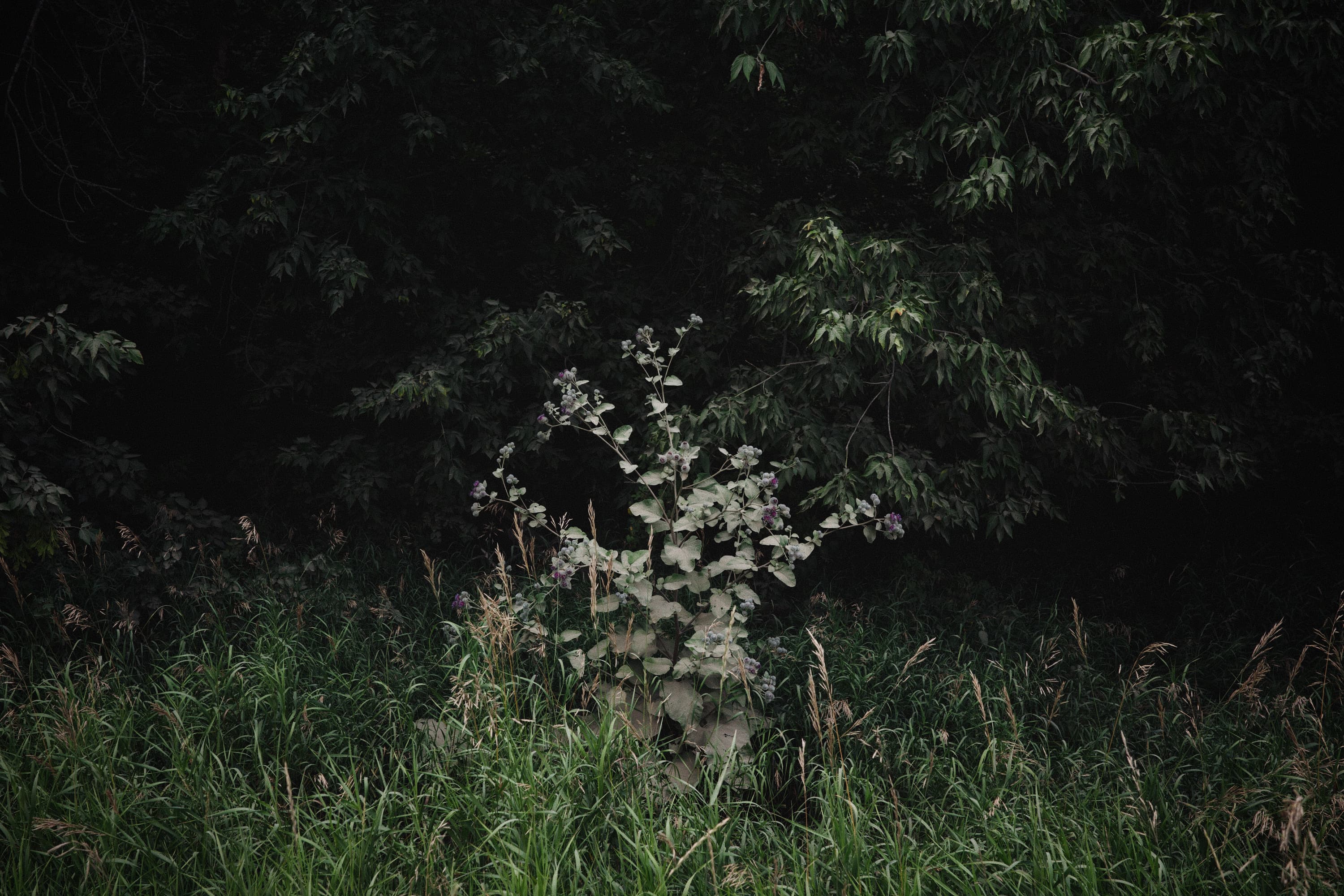 Photograph of a burdock shrub against a backdrop of shadowy woods and tall grass